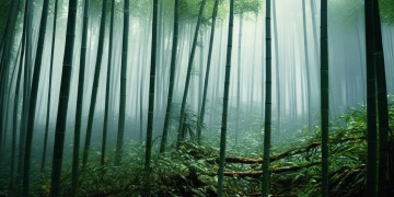 手游青龙刀适合皇子吗？